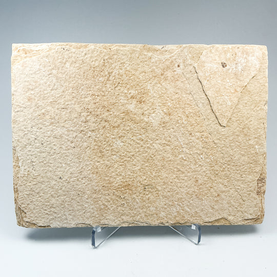 Fish Fossil - Rocks and Gems Canada