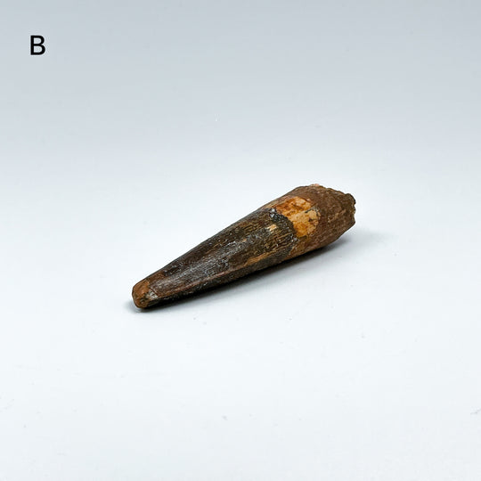 Fossilized Spinosaurus Tooth Specimen