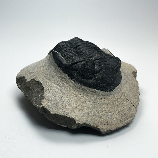 Trilobite Hollardops Fossil