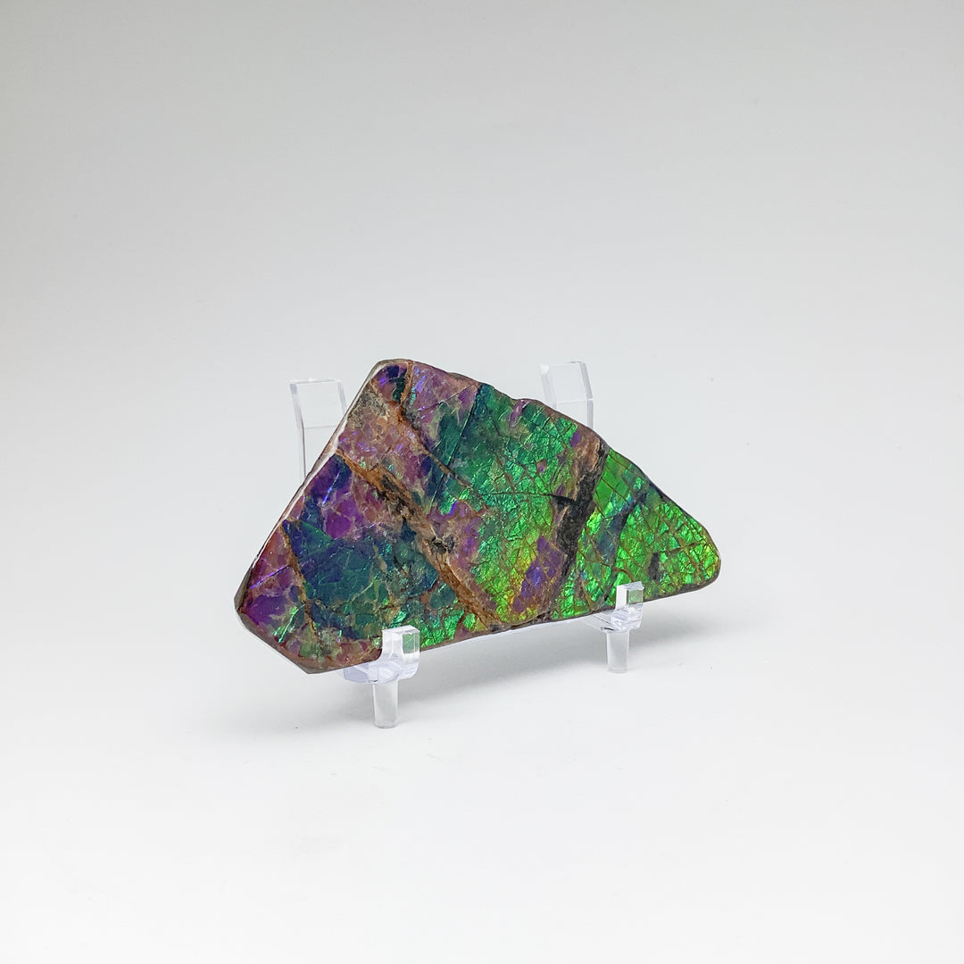Ammolite Specimen - Rocks and Gems Canada