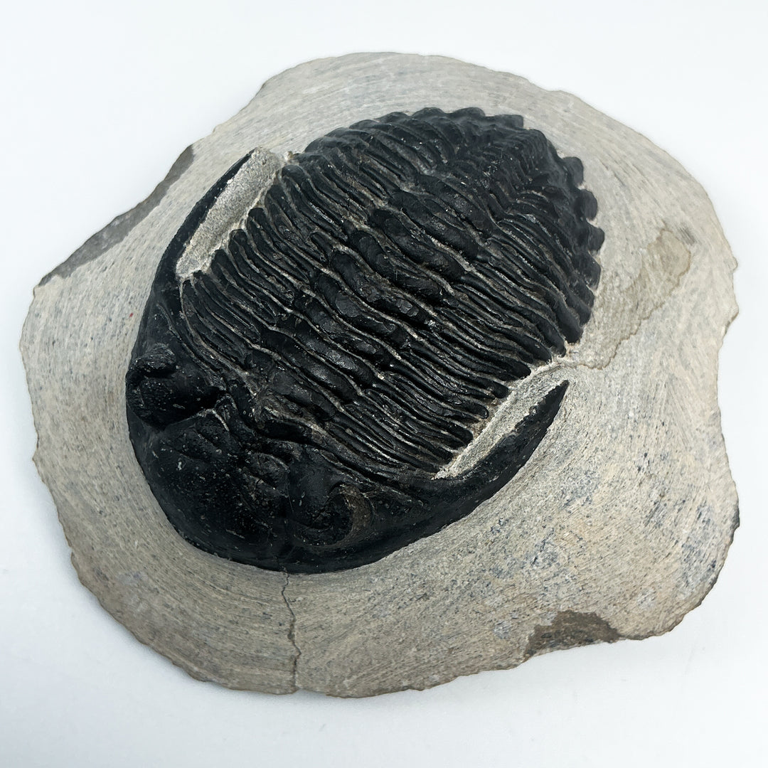 Trilobite Hollardops Fossil