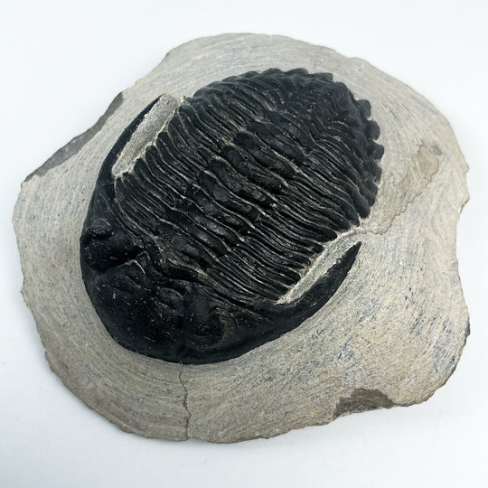Trilobite Hollardops Fossil