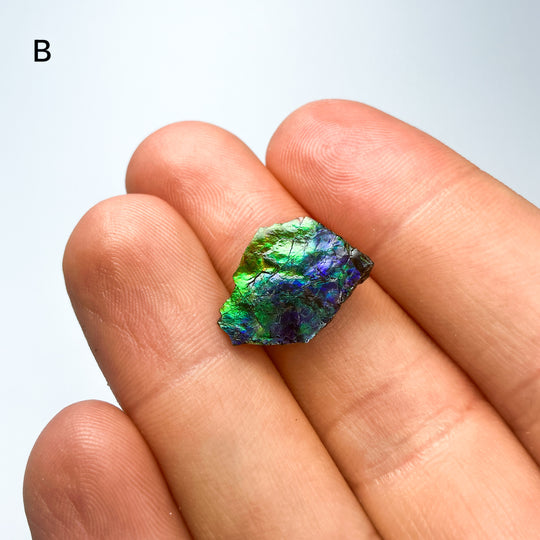 Ammolite Specimen