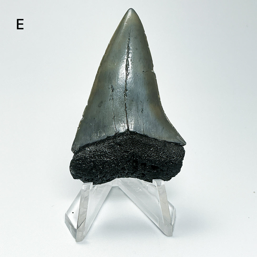 Fossilized Shark Tooth Specimen: Carcharodon Megalodon