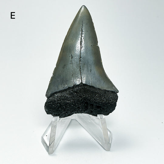 Fossilized Shark Tooth Specimen: Carcharodon Megalodon