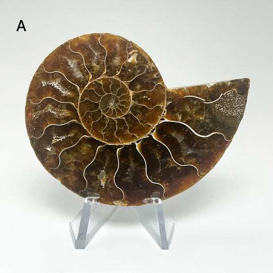 Chambered Ammonite