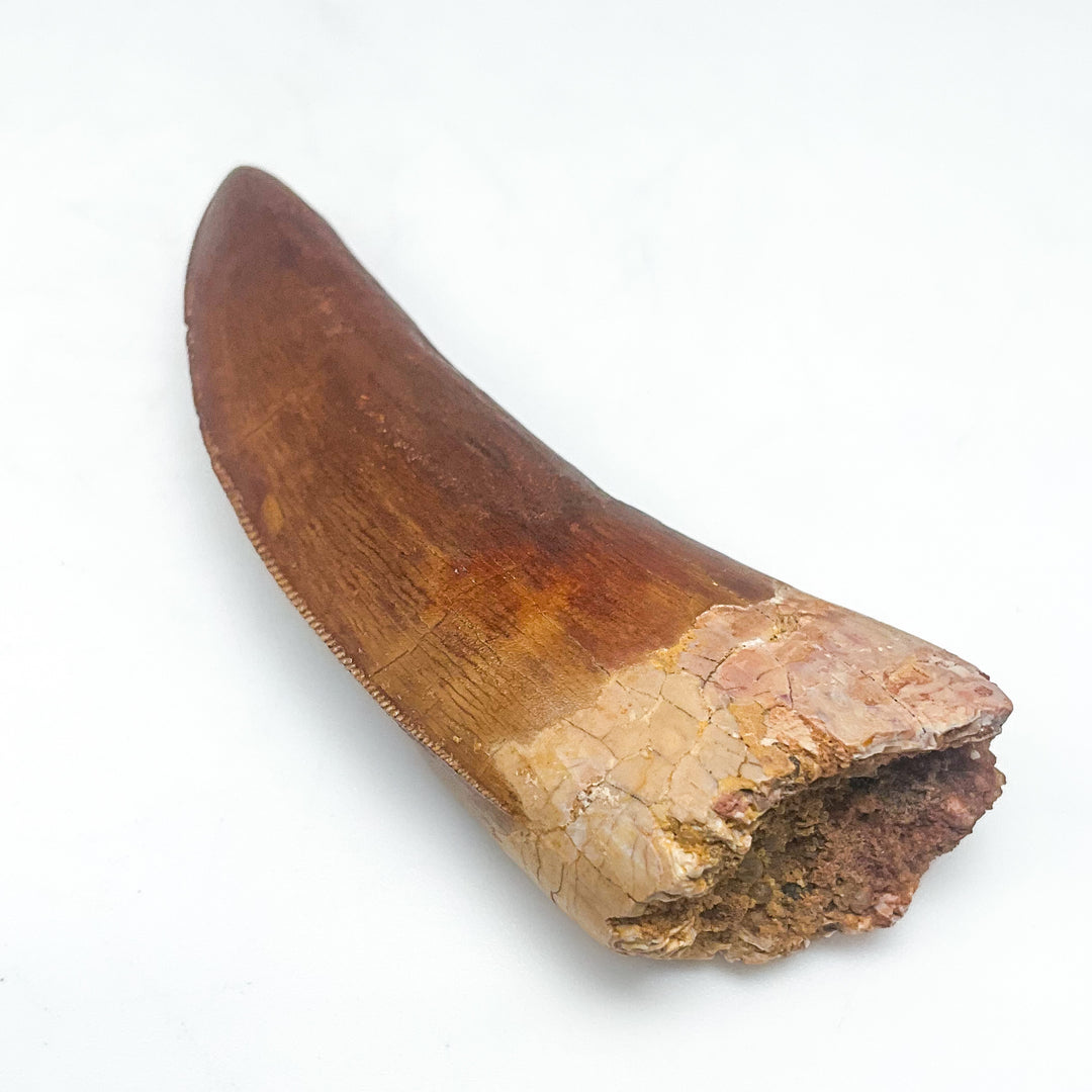 Fossilized Carcharodontosaurus Dinosaur Tooth Specimen