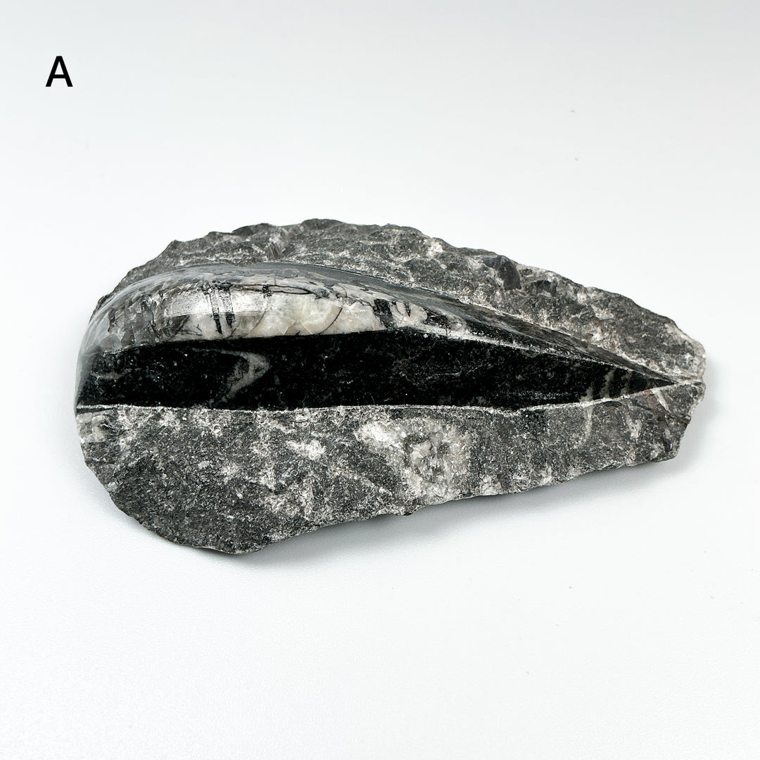 Polished Orthoceras Fossil in Matrix