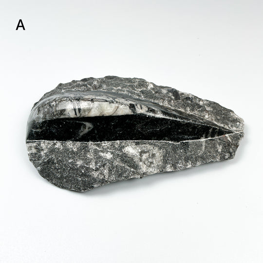 Polished Orthoceras Fossil in Matrix