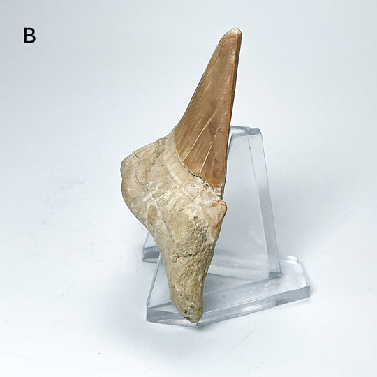 Fossilized Otodus/Lamna Shark Tooth Specimen