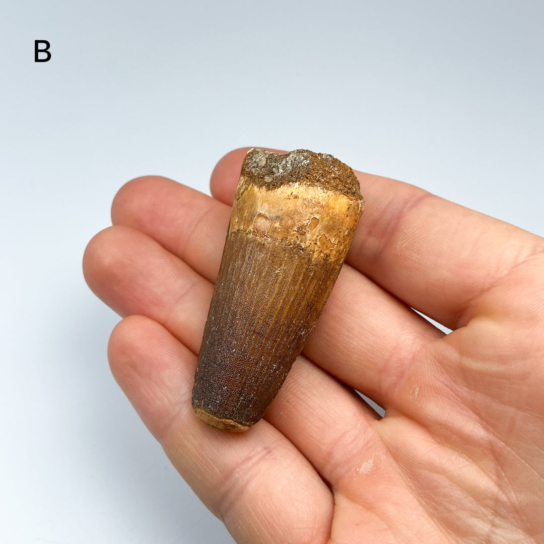 Fossilized Spinosaurus Tooth Specimen