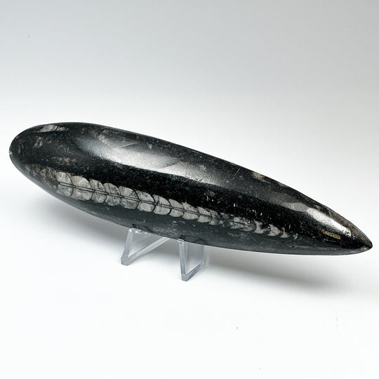 Polished Orthoceras Fossil