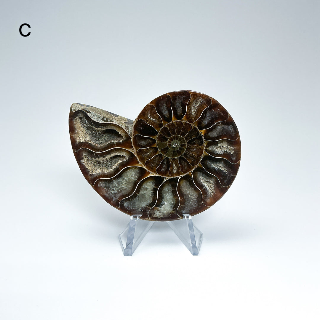 Chambered Ammonite