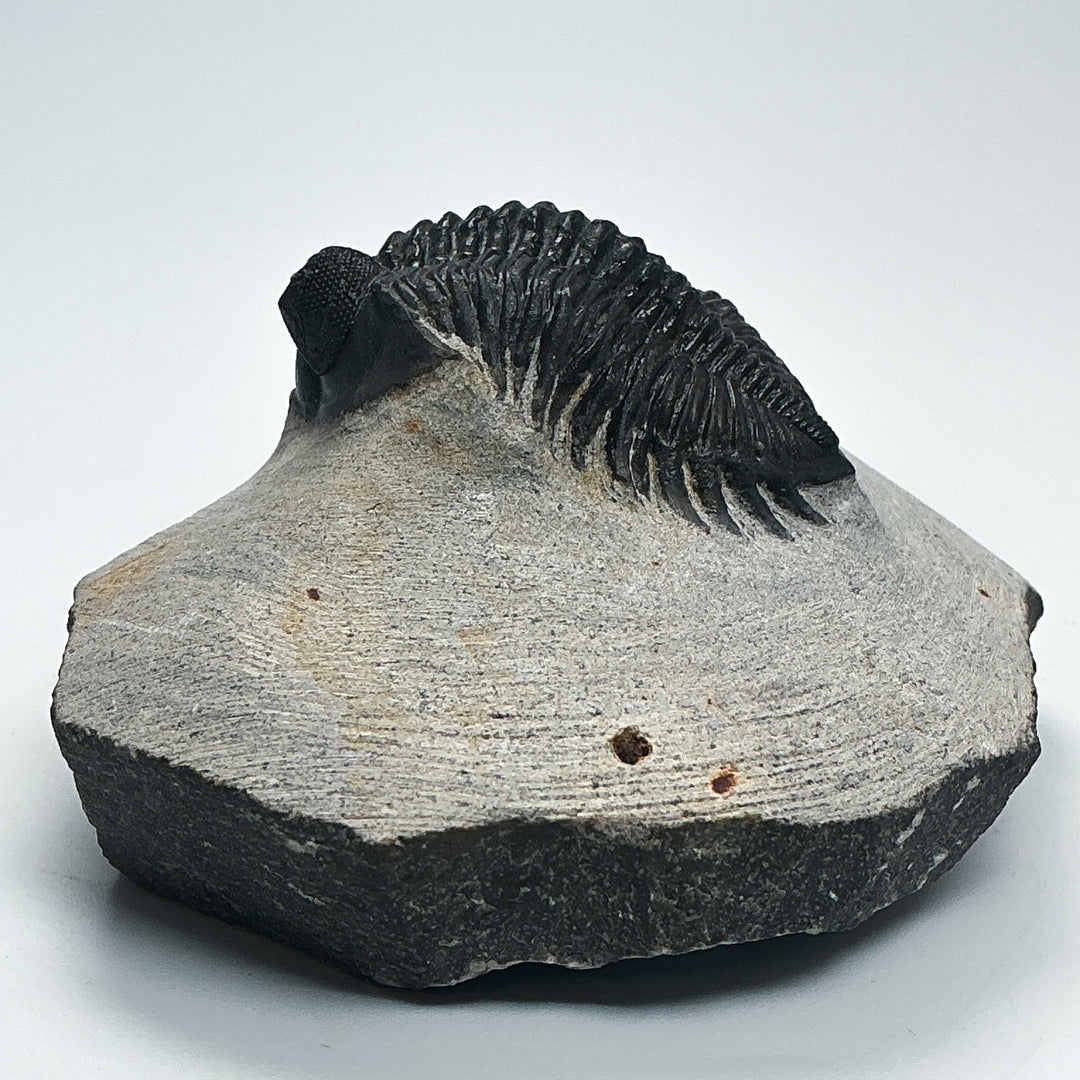 Trilobite Coltranea Fossil
