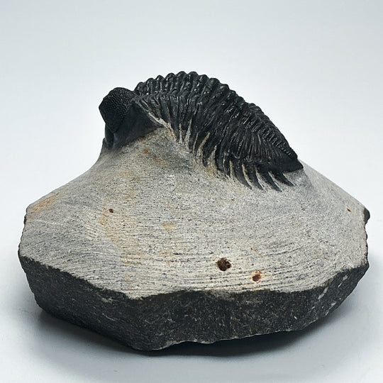 Trilobite Coltranea Fossil