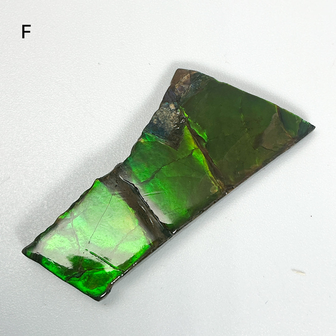 Ammolite Specimen