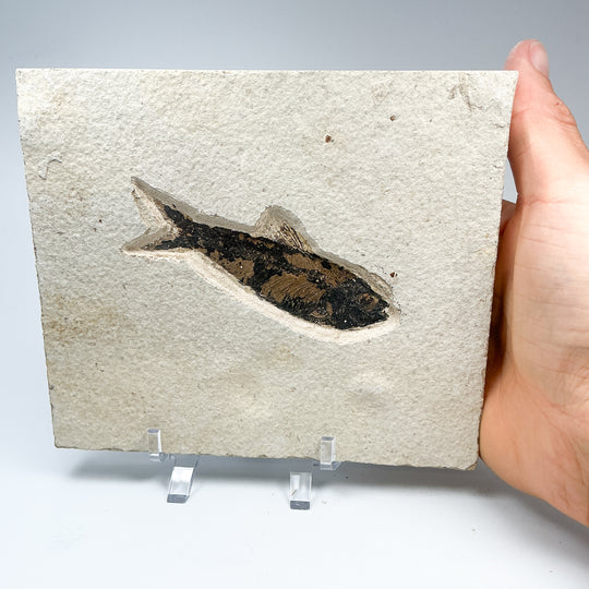 Fish Fossil