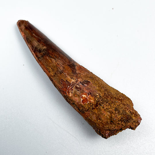 Fossilized Spinosaurus Tooth Specimen