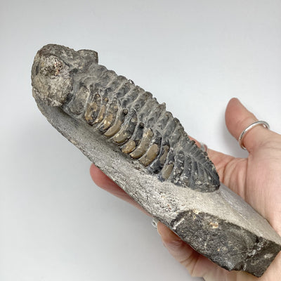 Trilobite Phacops Fossil