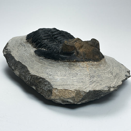 Trilobite Hollardops Fossil