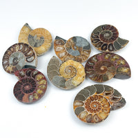 Chambered Ammonite