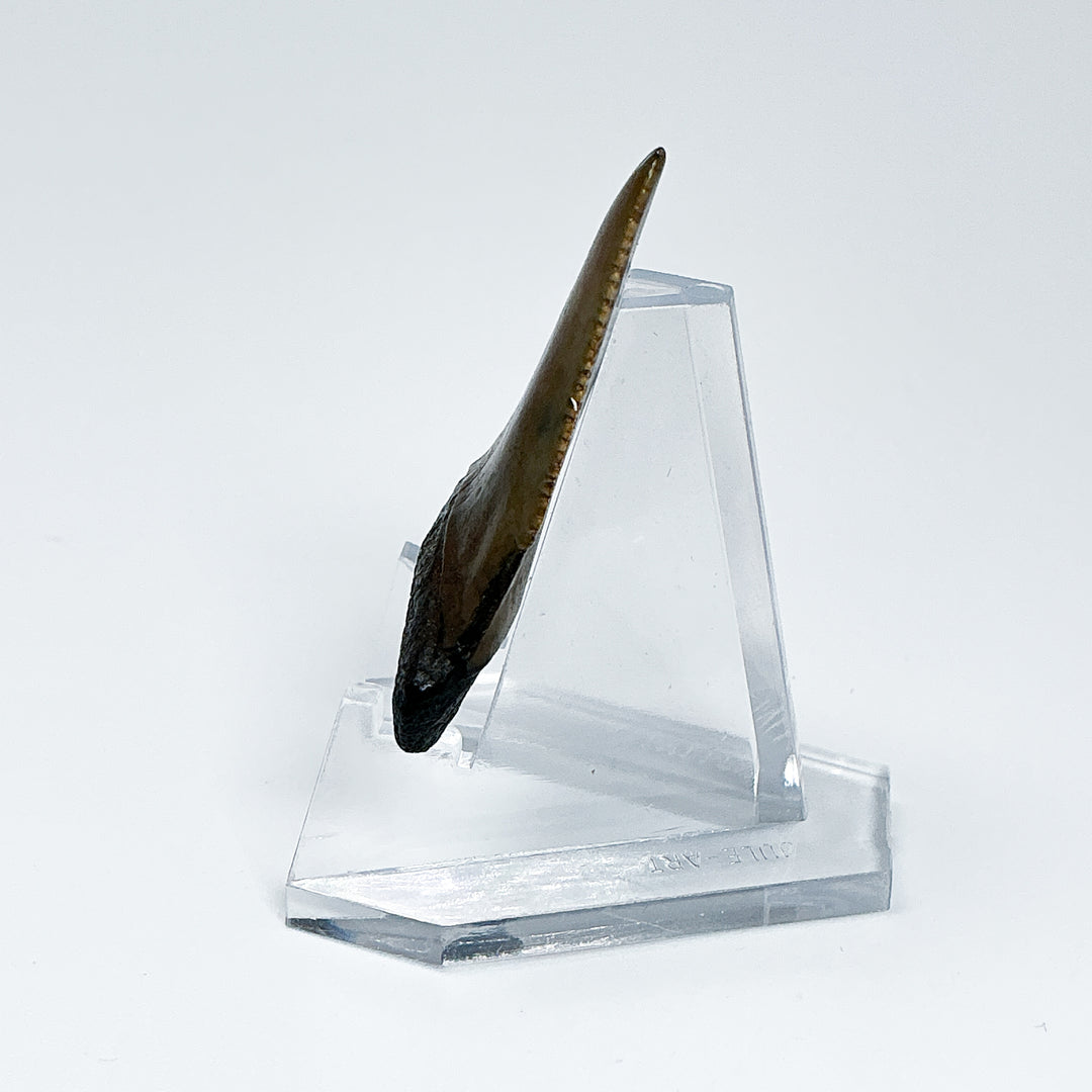 Fossilized Shark Tooth Specimen: Great White Shark