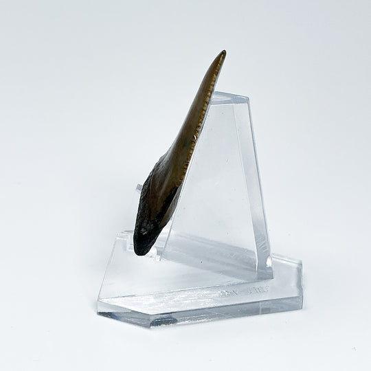 Fossilized Shark Tooth Specimen: Great White Shark
