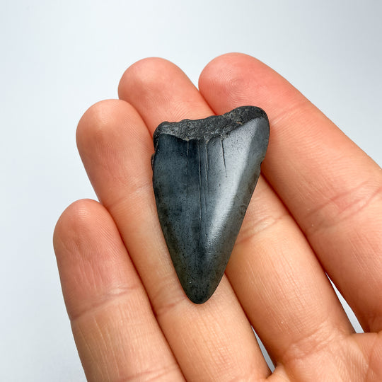 Fossilized Shark Tooth Specimen: Extinct Great White Shark