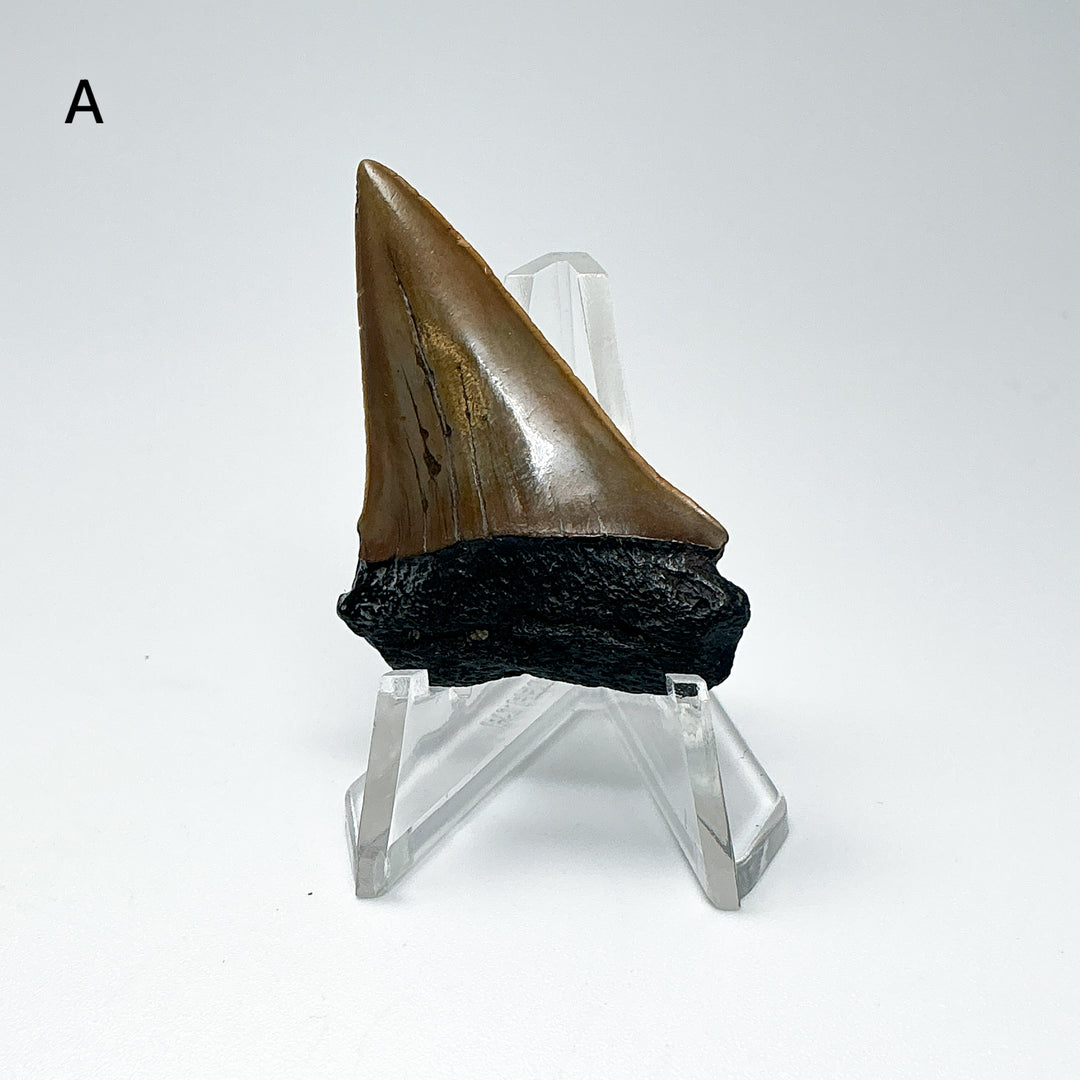 Fossilized Shark Tooth Specimen: Extinct Great White Shark