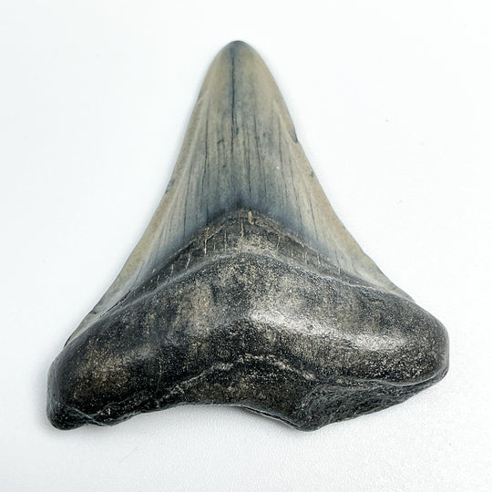 Fossilized Shark Tooth Specimen: Carcharodon Megalodon