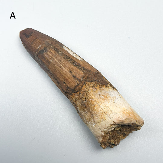 Fossilized Spinosaurus Tooth Specimen