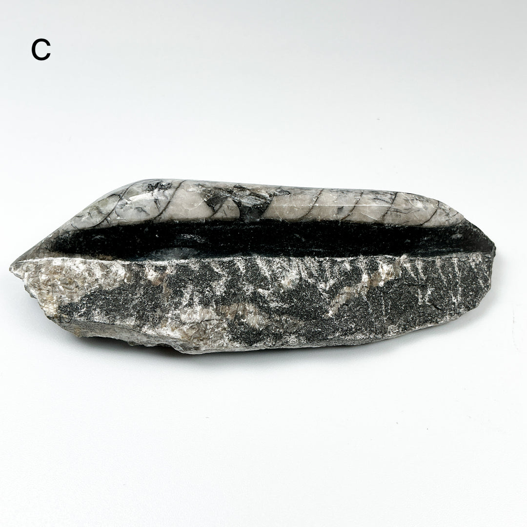 Polished Orthoceras Fossil in Matrix