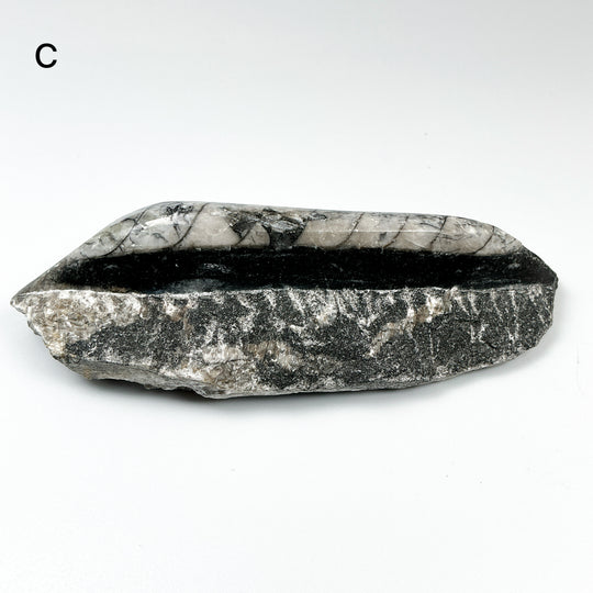 Polished Orthoceras Fossil in Matrix