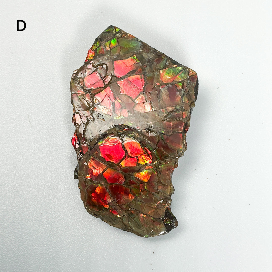 Ammolite Specimen