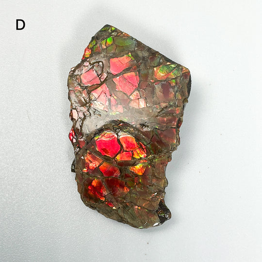 Ammolite Specimen
