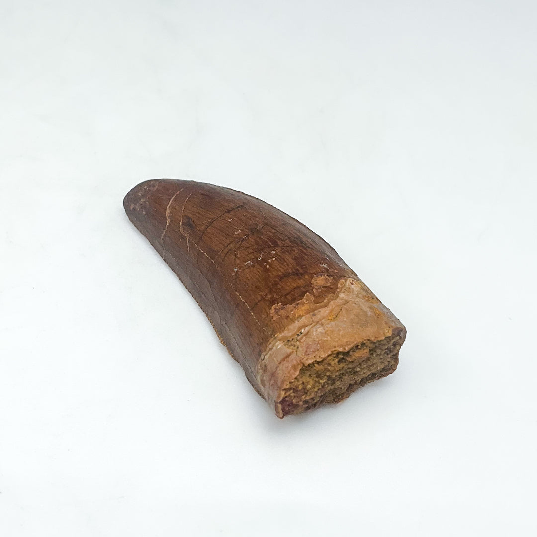 Fossilized Carcharodontosaurus Dinosaur Tooth Specimen