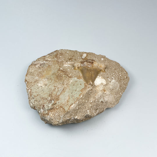 Fossilized Otodus/Lamna Shark Tooth Specimen in Matrix - Rocks and Gems Canada