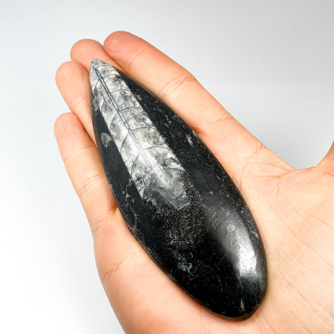 Polished Orthoceras Fossil