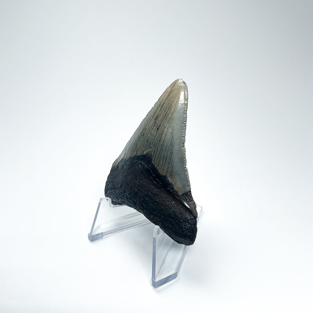 Fossilized Shark Tooth Specimen: Carcharodon Megalodon - Rocks and Gems Canada