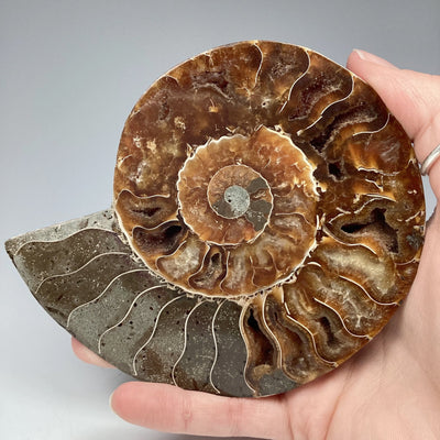 Chambered Ammonite