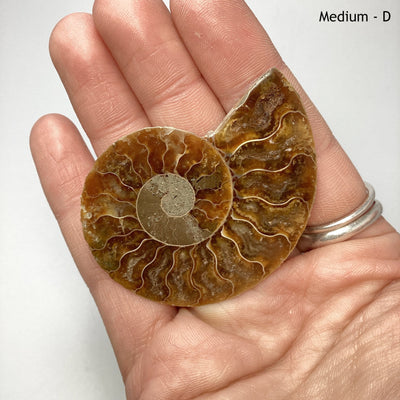 Chambered Ammonite