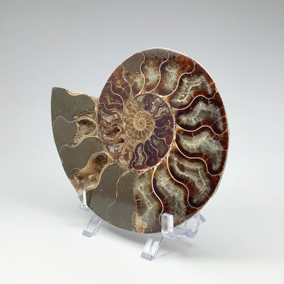 Chambered Ammonite
