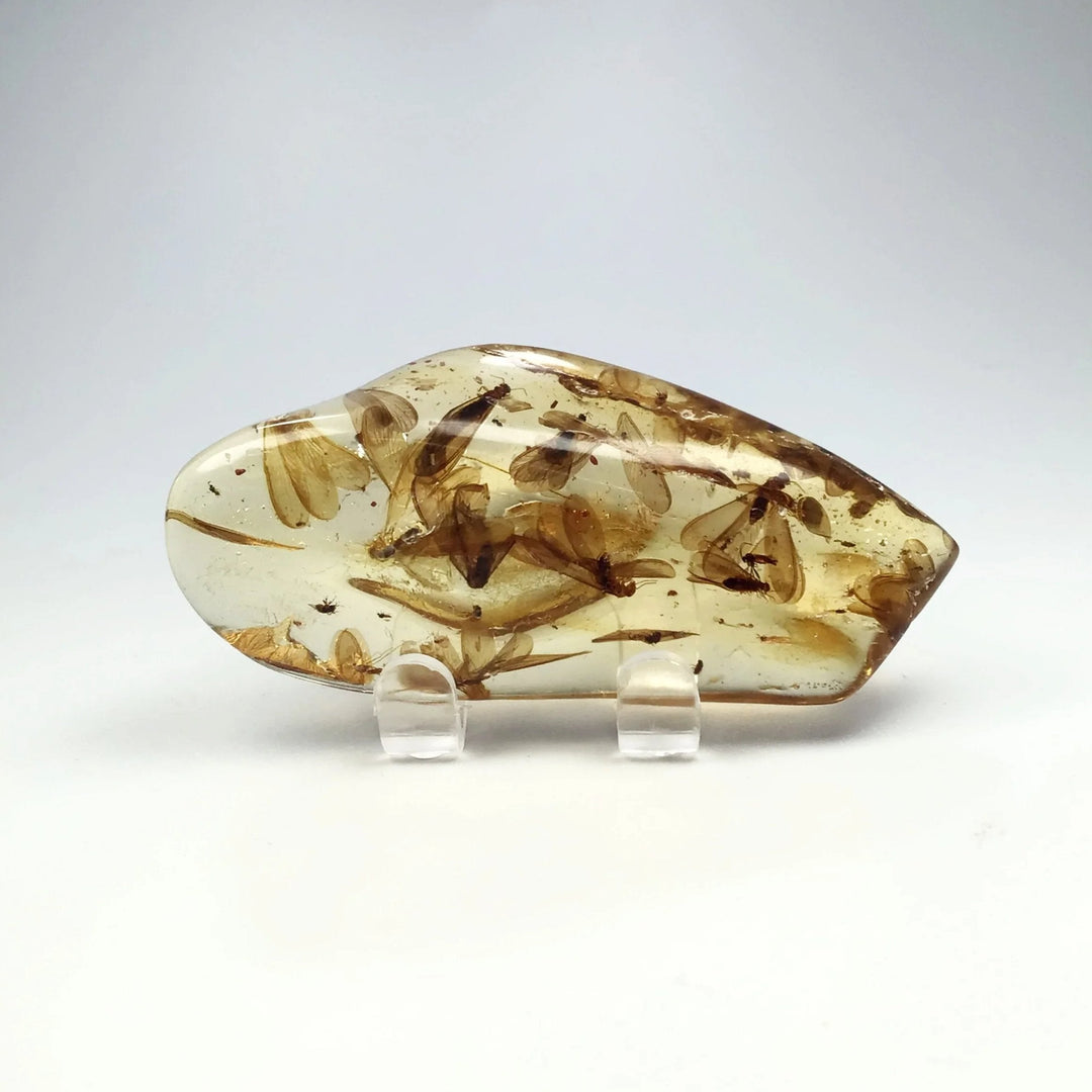 Copal With Insects - Rocks and Gems Canada