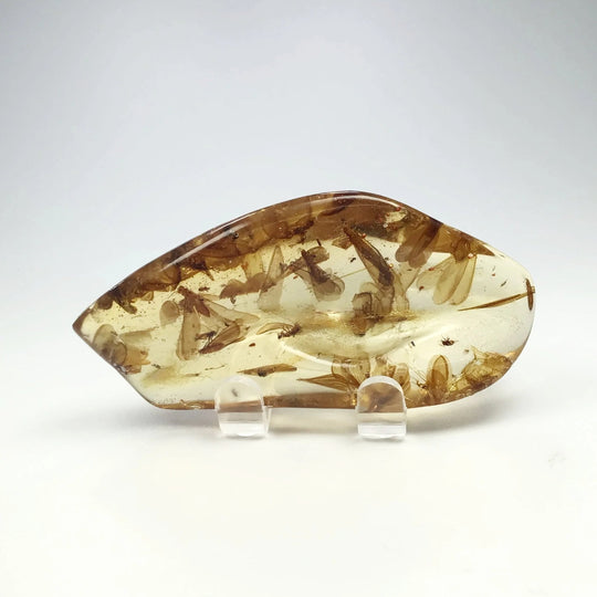 Copal With Insects - Rocks and Gems Canada