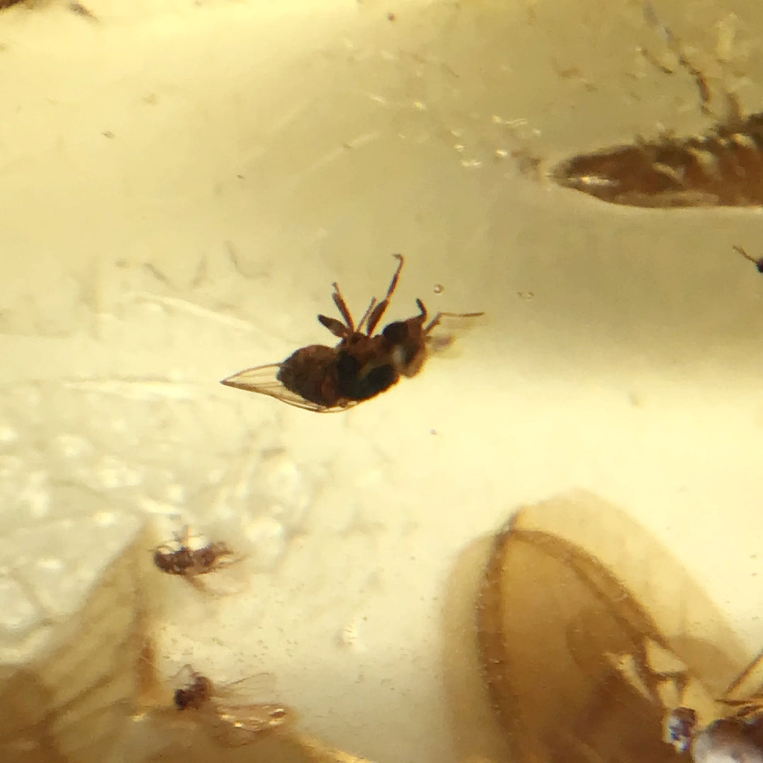 Copal With Insects - Rocks and Gems Canada