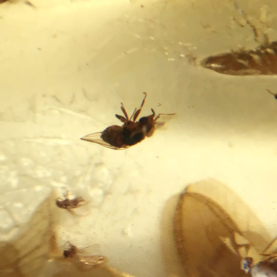 Copal With Insects - Rocks and Gems Canada