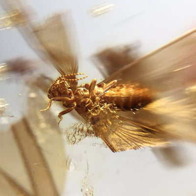 Copal With Insects