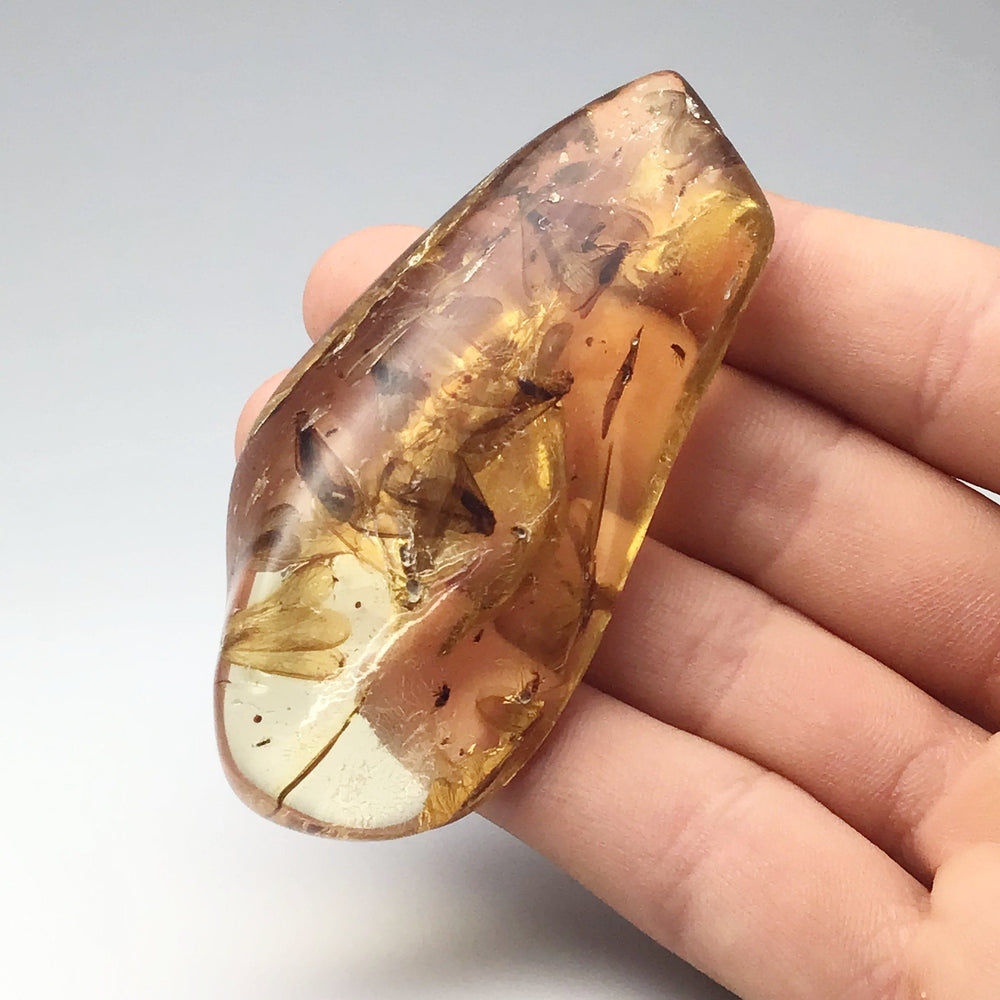 Copal With Insects - Rocks and Gems Canada