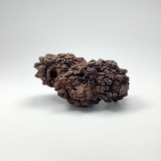Coprolite - Rocks and Gems Canada