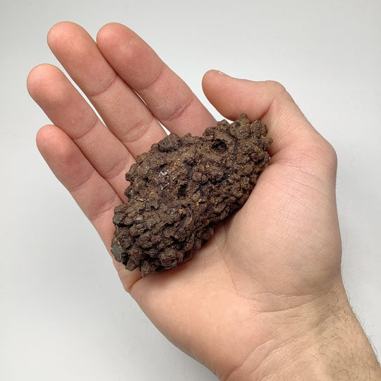Coprolite - Rocks and Gems Canada
